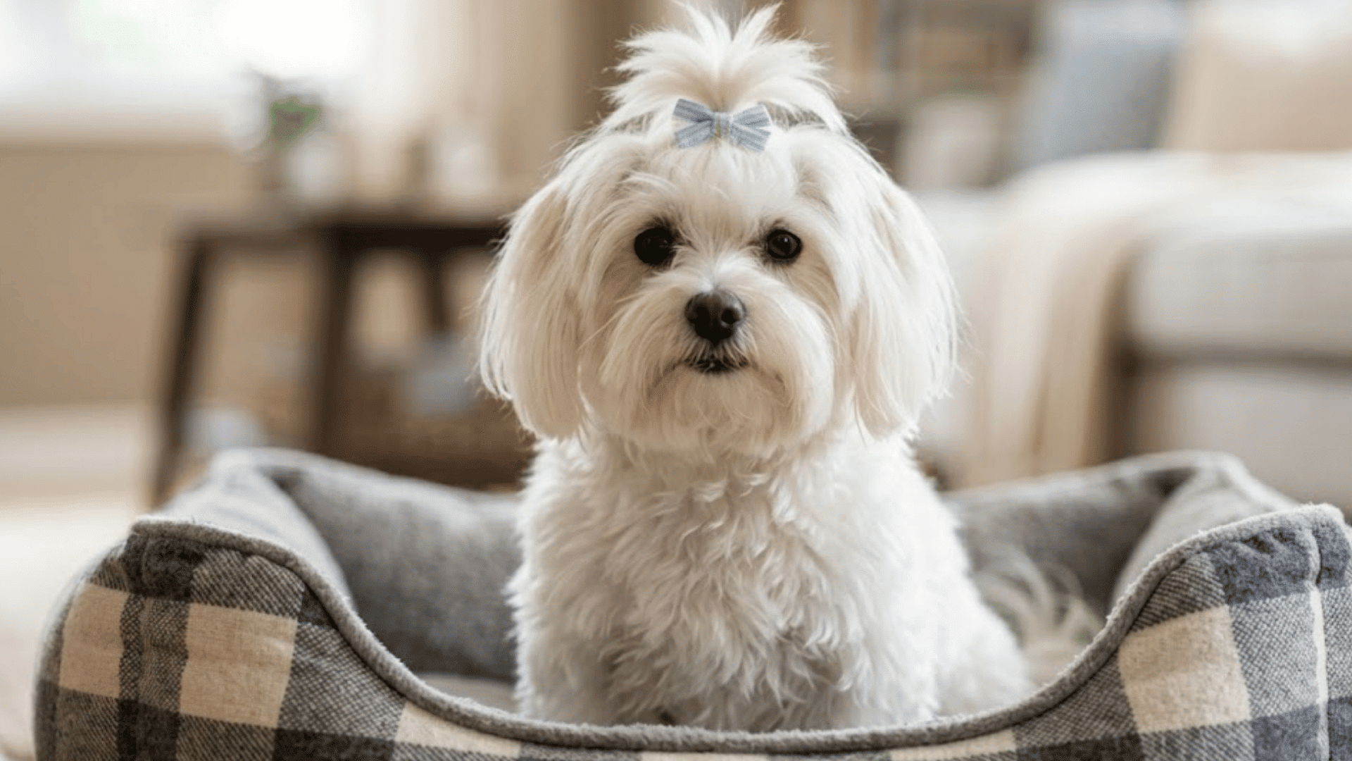 maltese dog sitting in a cozy plaid pet bed indoors with a groomed white coat and blue bow on its head