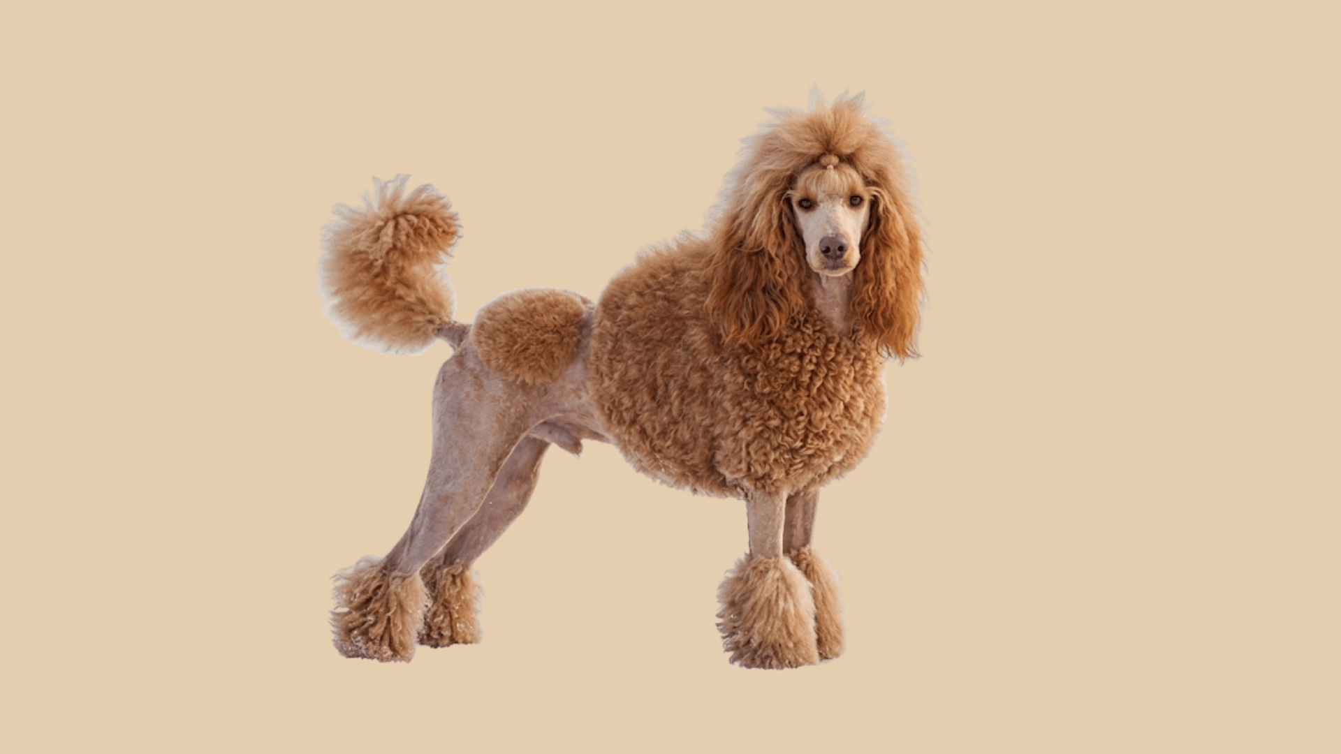 mini poodle with a lion cut standing showing curly coat and fluffy tail pom poms