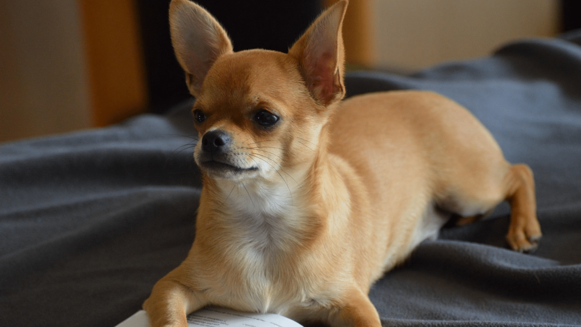 miniature chihuahua standing on a wooden floor with a small body and bright eyes