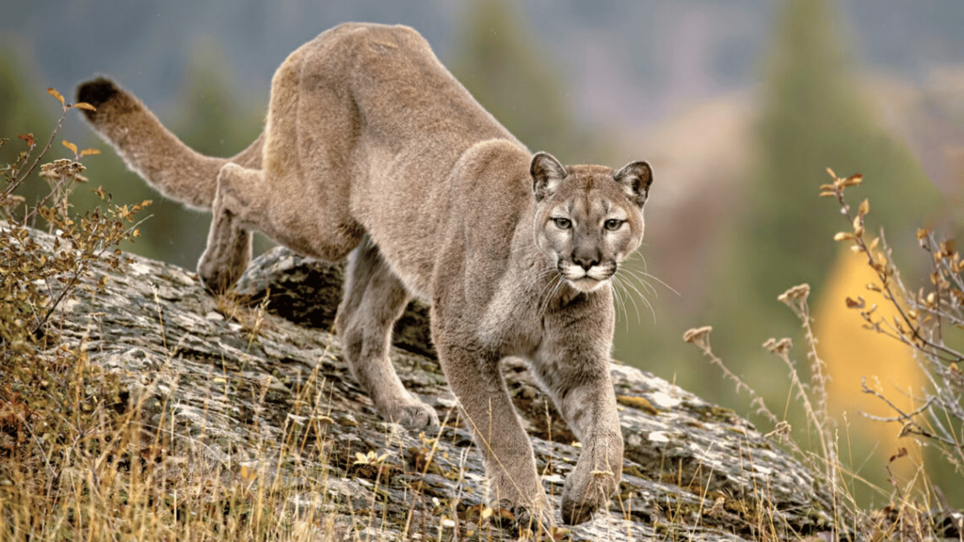 mountain lion walking across a rocky hillside with focused gaze and strong body in a natural wilderness setting