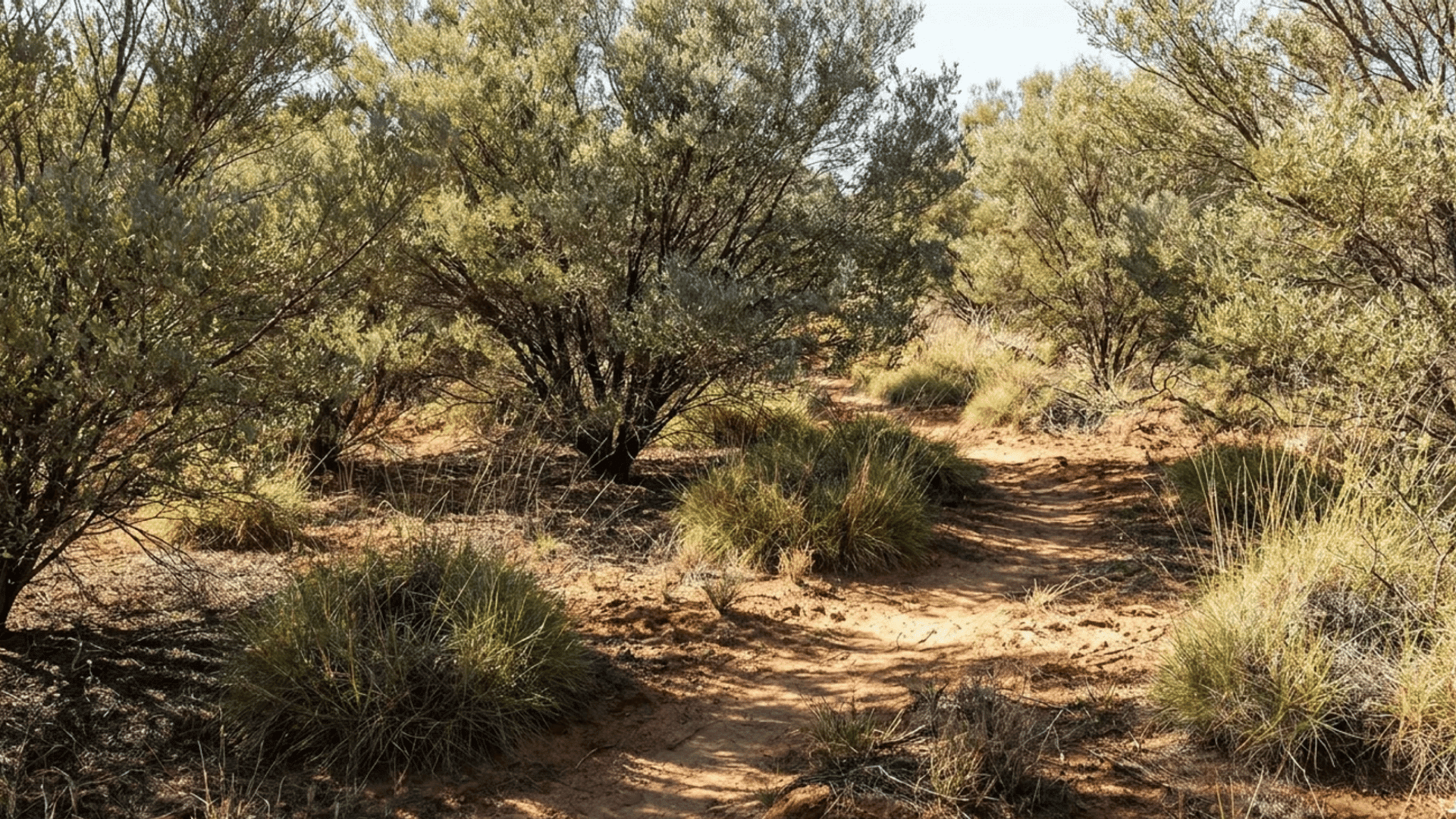 narrow dirt path winding through dry bushland with scattered grass clumps and dense shrubs under bright sunlight