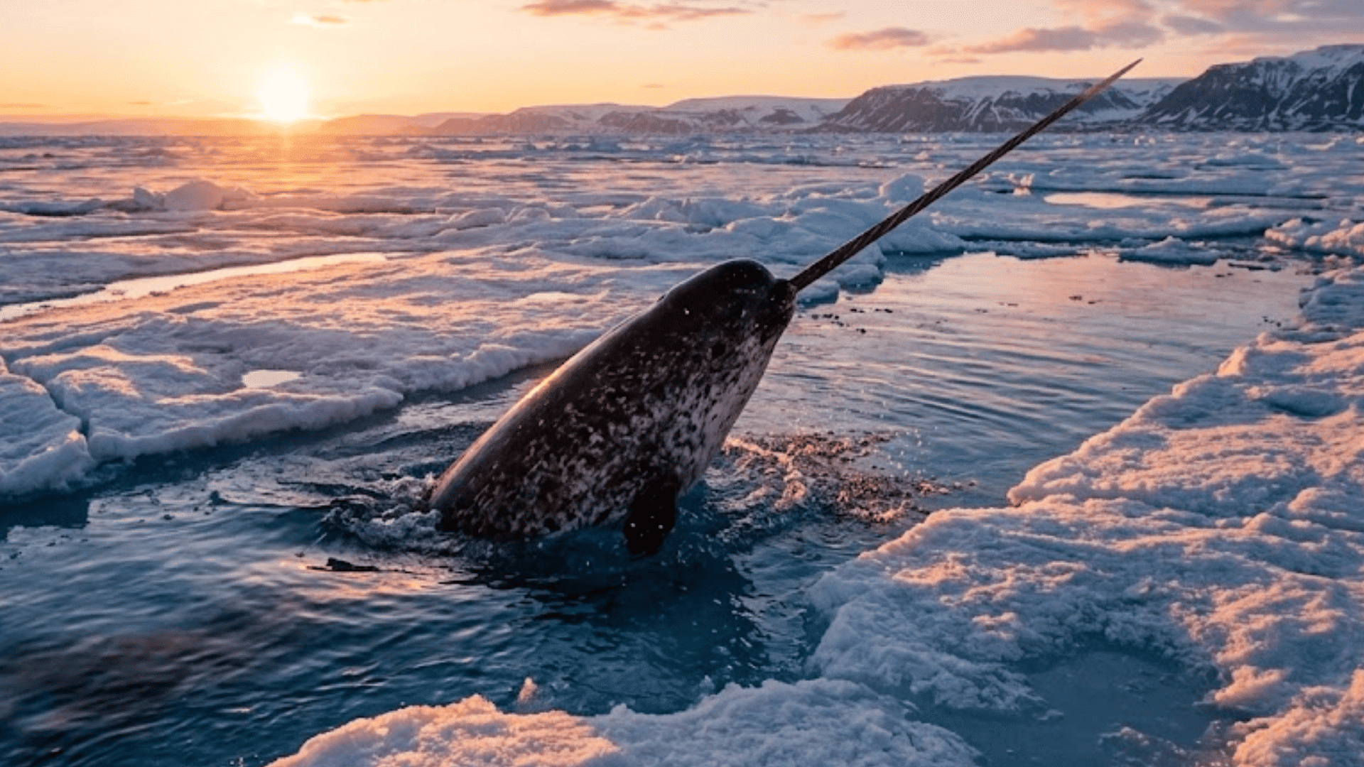 narwhal surfacing through a channel in arctic sea ice at sunset with snowy mountains and glowing sky beyond