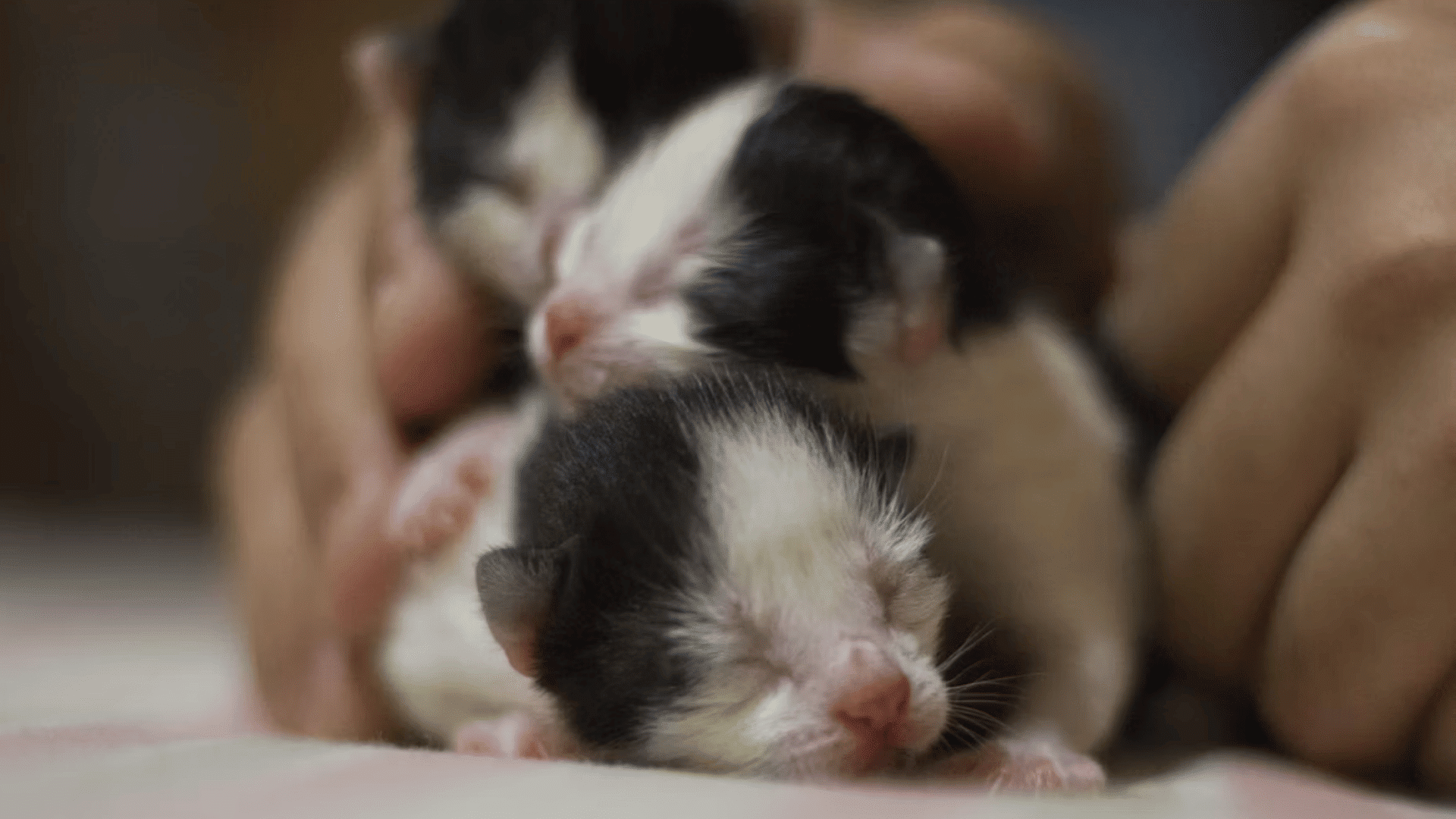 newborn kittens with closed eyes resting in nest