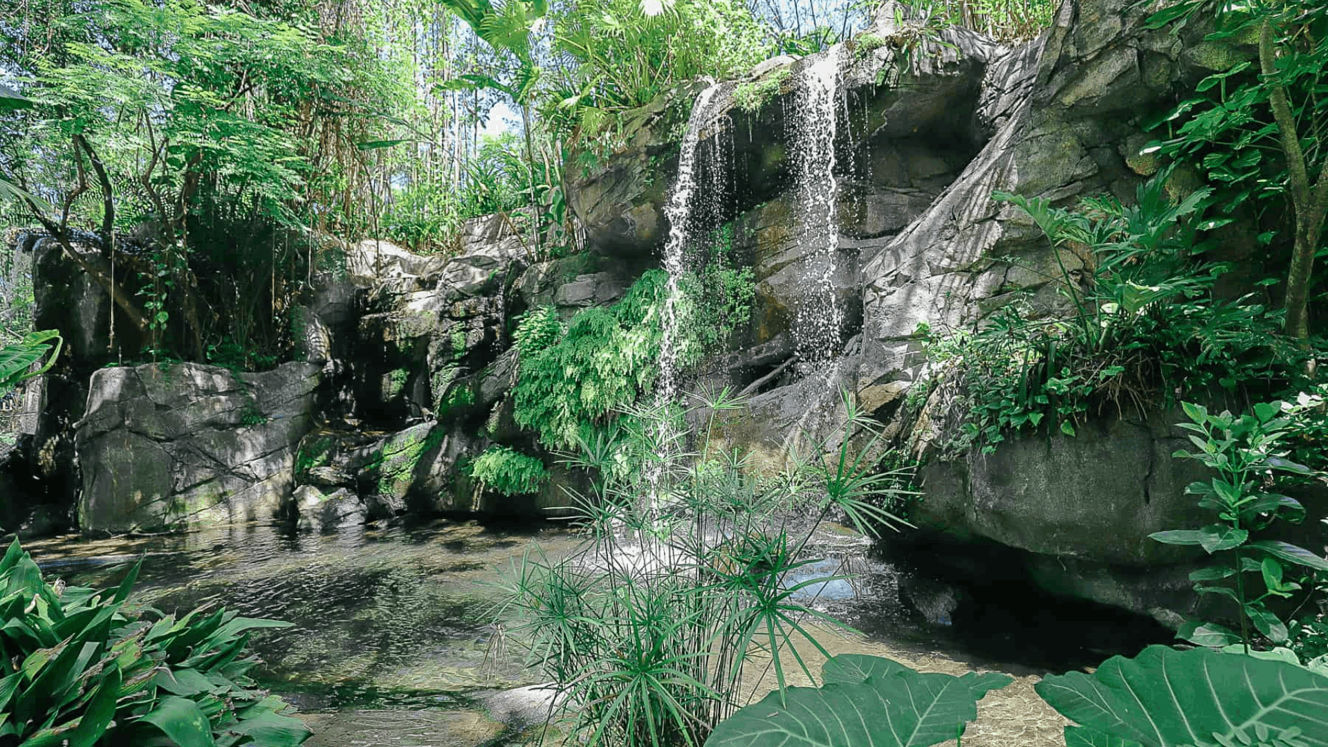 oasis themed land at the animal kingdom in disney world