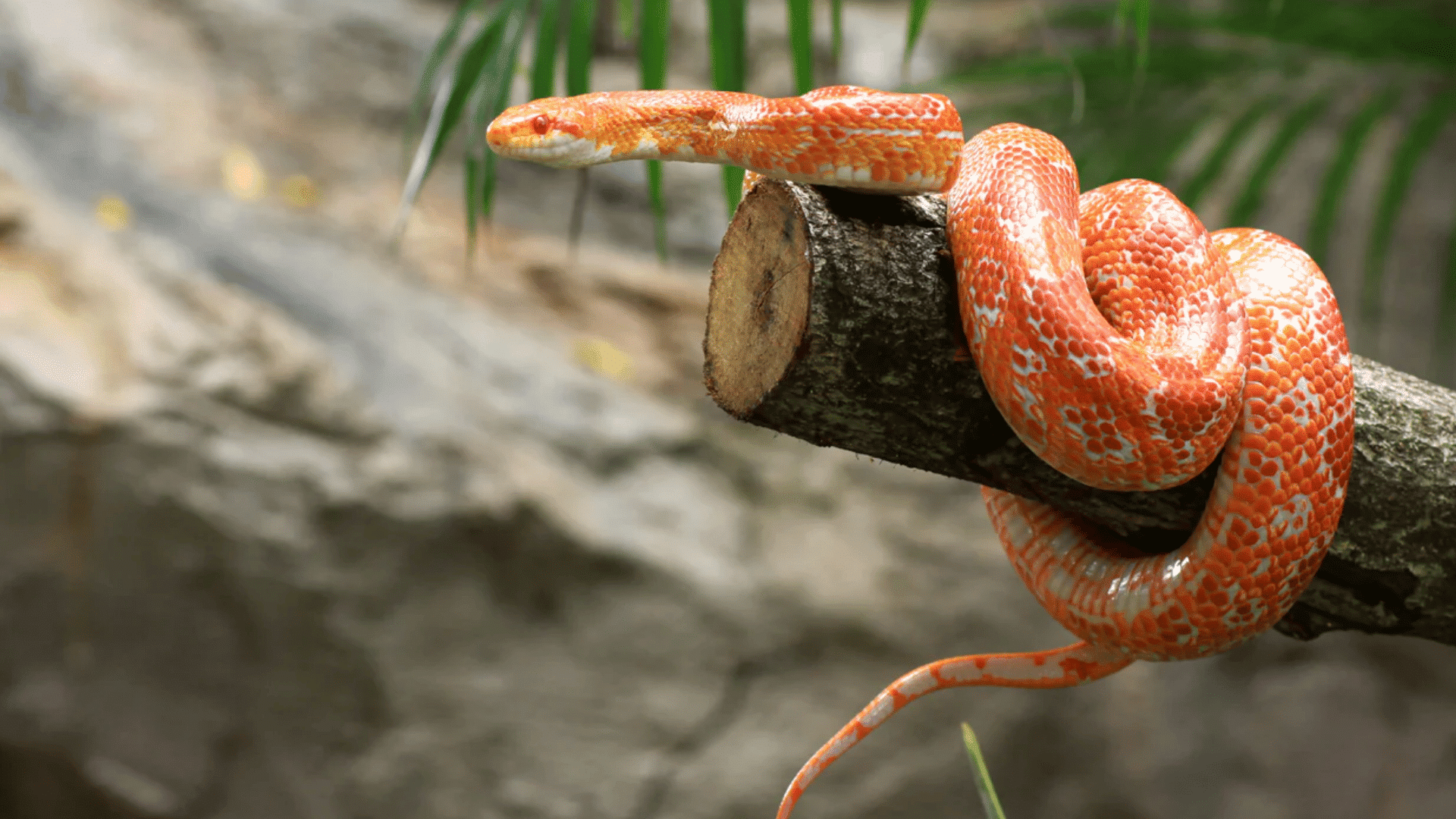 orange corn snake coiled around a tree branch with bright scales in a natural habitat background
