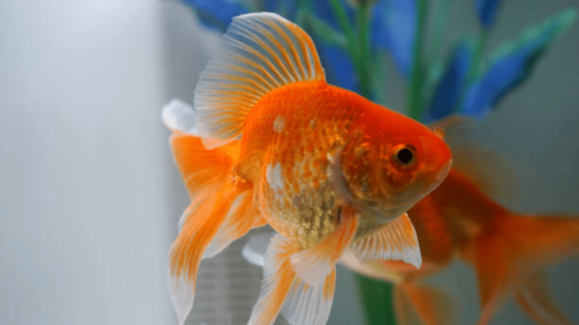 orange goldfish swimming in a home aquarium