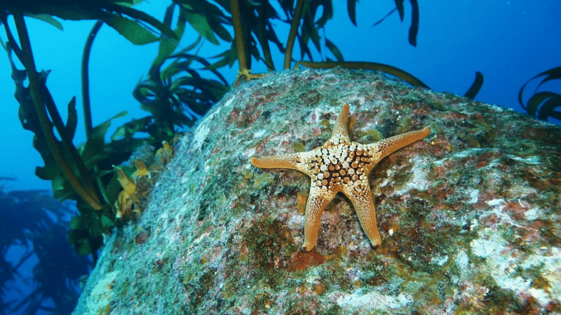 orange sea star attached to a rocky surface underwater surrounded by kelp and clear blue ocean water