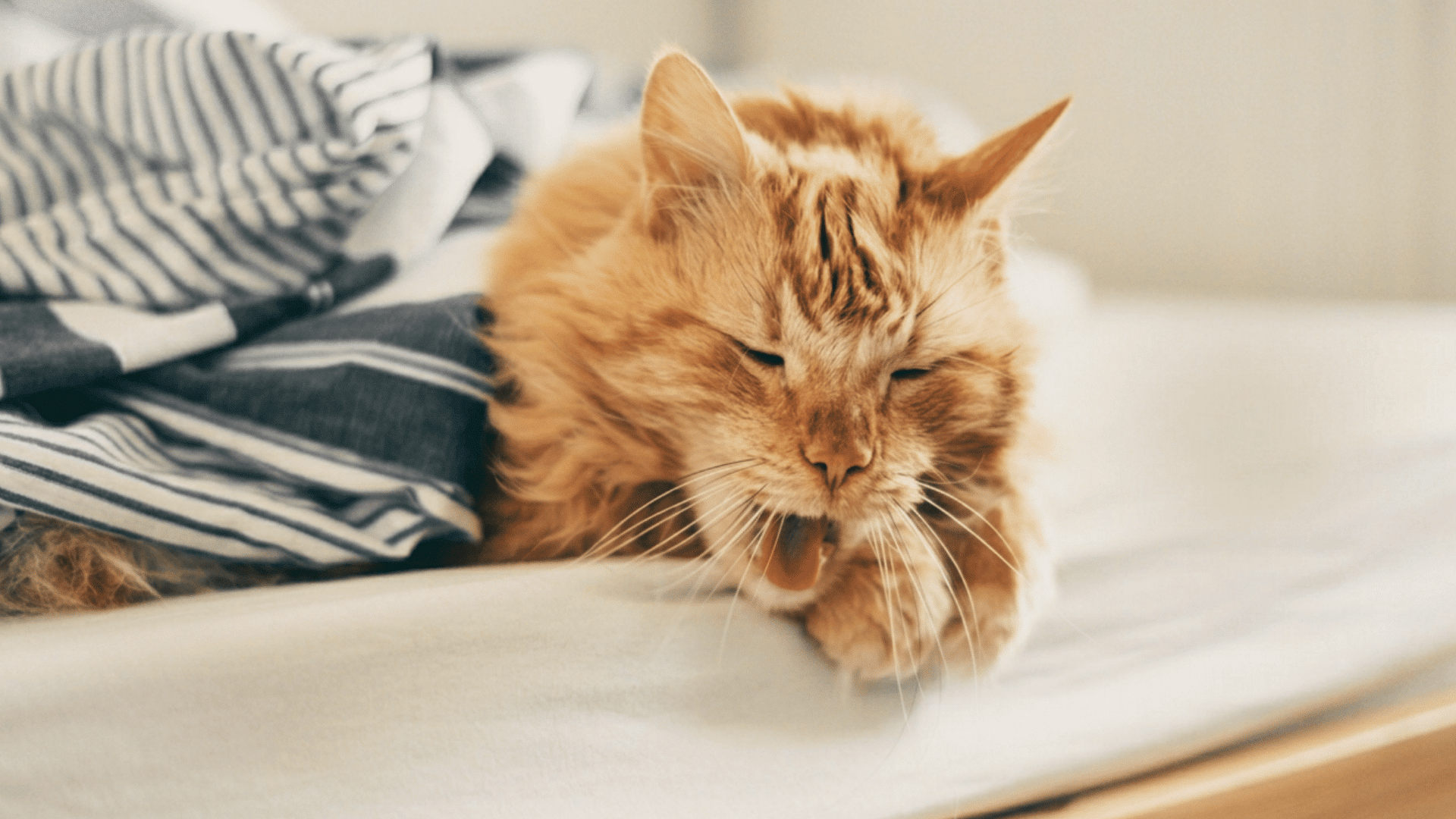 orange tabby cat breathing heavily while resting on folded clothes on a soft bed indoors