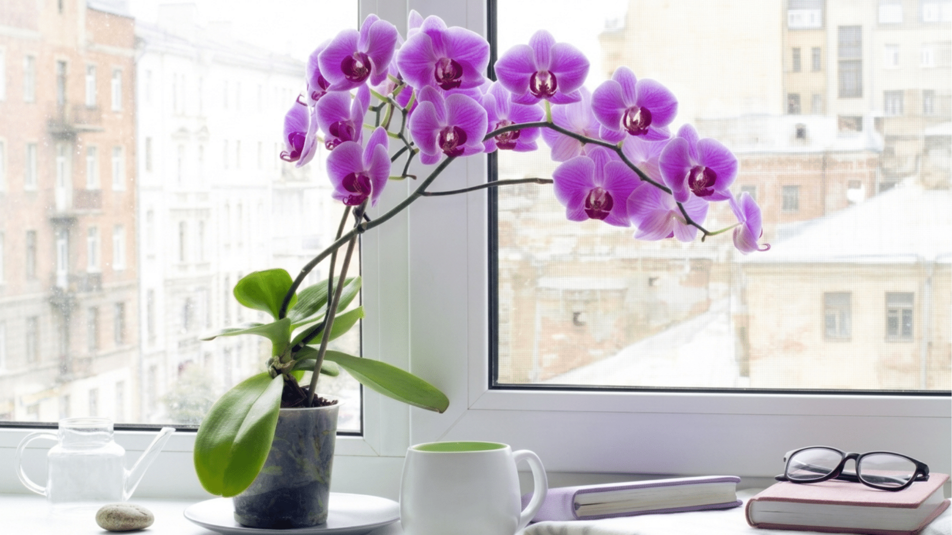 orchid flowers in an elegant pot