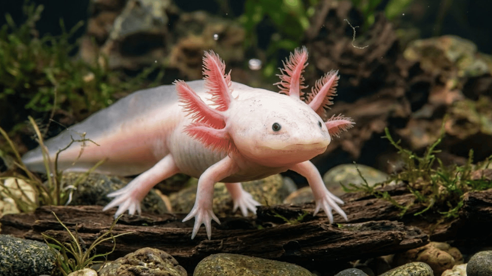 pale pink axolotl standing on driftwood in aquarium with feathery gills plants and smooth stones visible