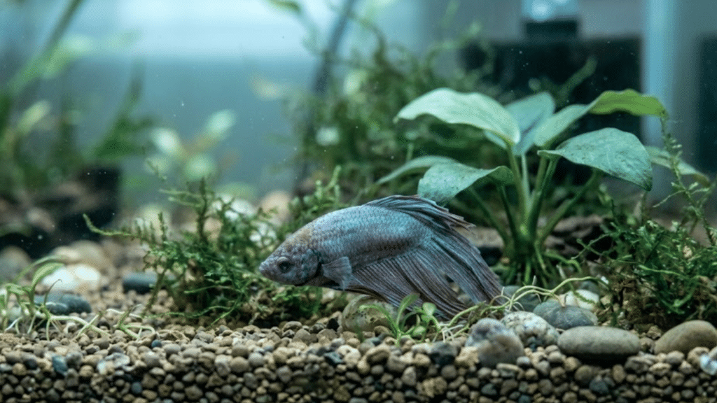 pale silver betta fish resting near aquatic plants and moss on a pebbled aquarium floor in clear water