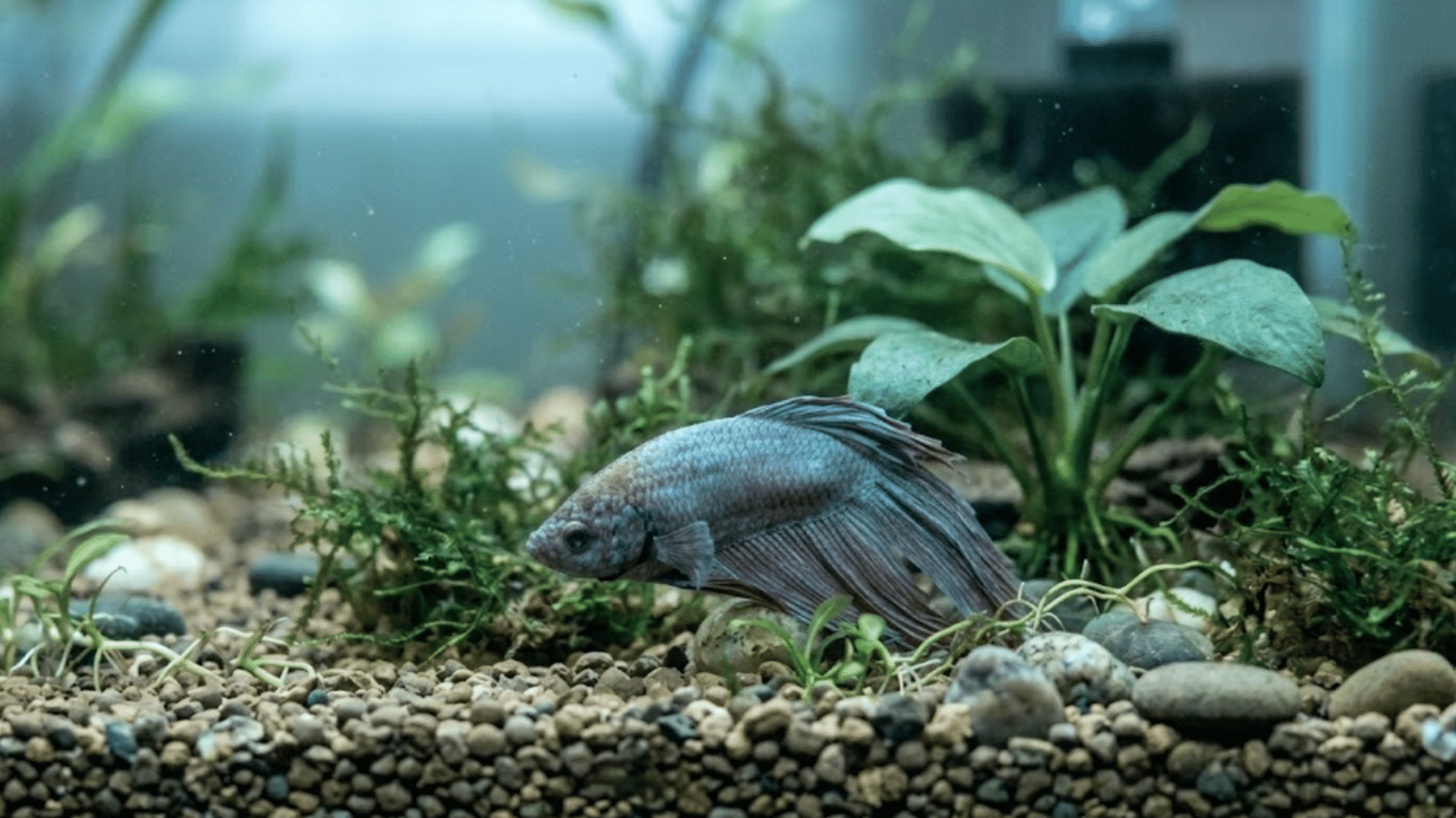 pale silver betta fish resting near aquatic plants and moss on a pebbled aquarium floor in clear water