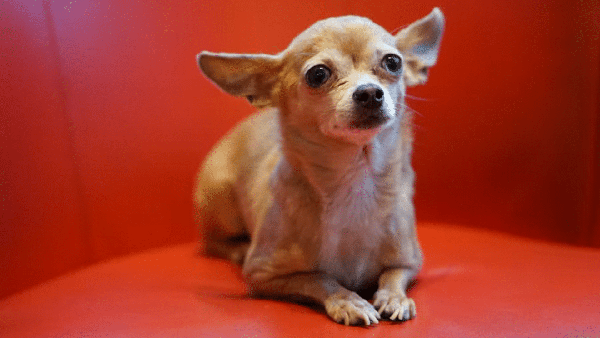 pear head chihuahua showing a balanced head shape between apple head and deer head types