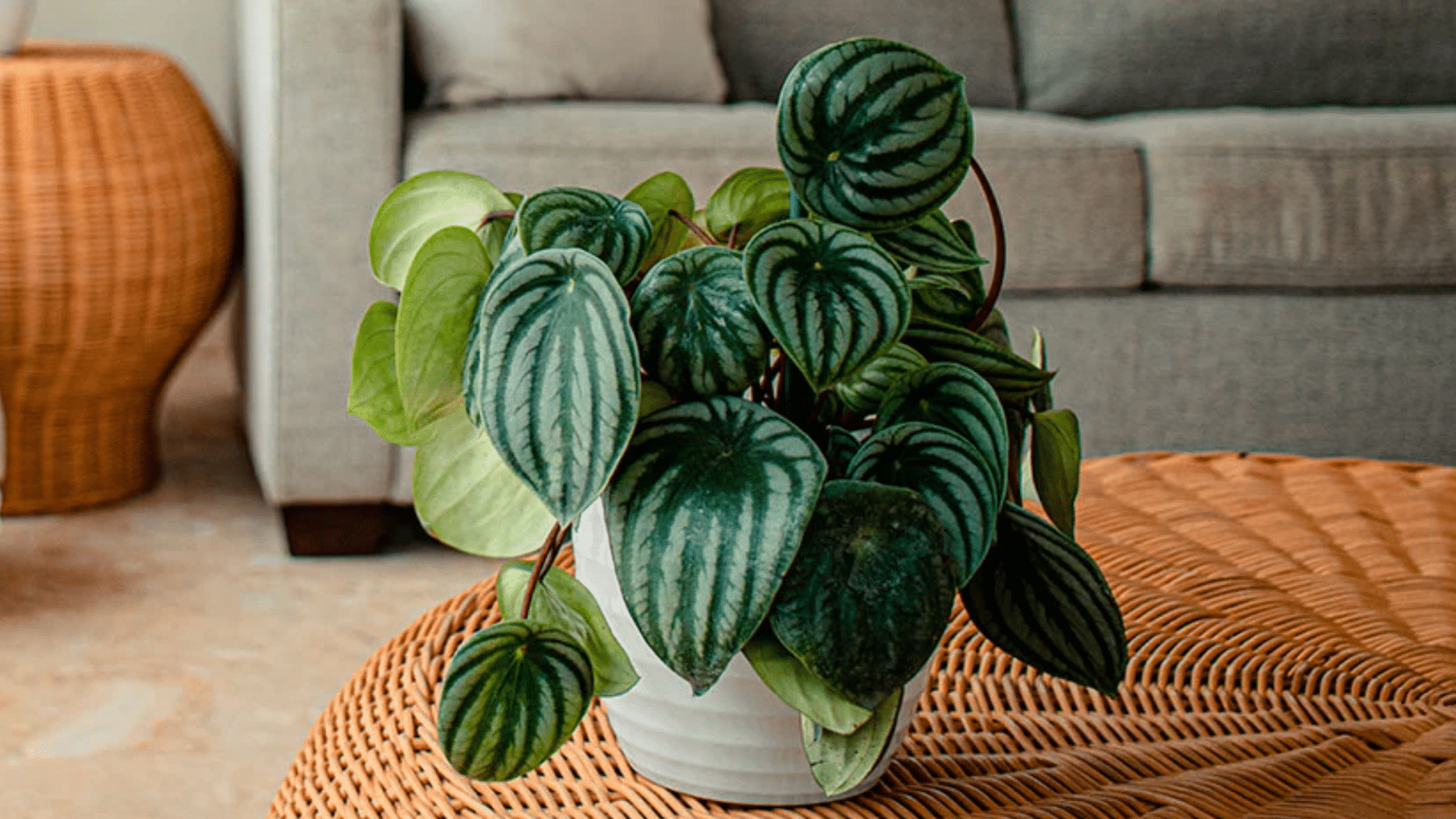 peperomia varieties in small decorative pots