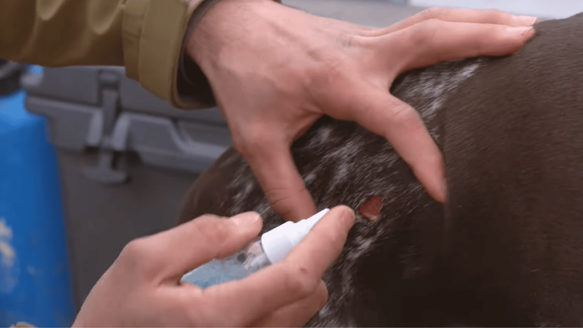 person applying medicine to a small open wound on a brown spotted dog while holding the fur apart gently