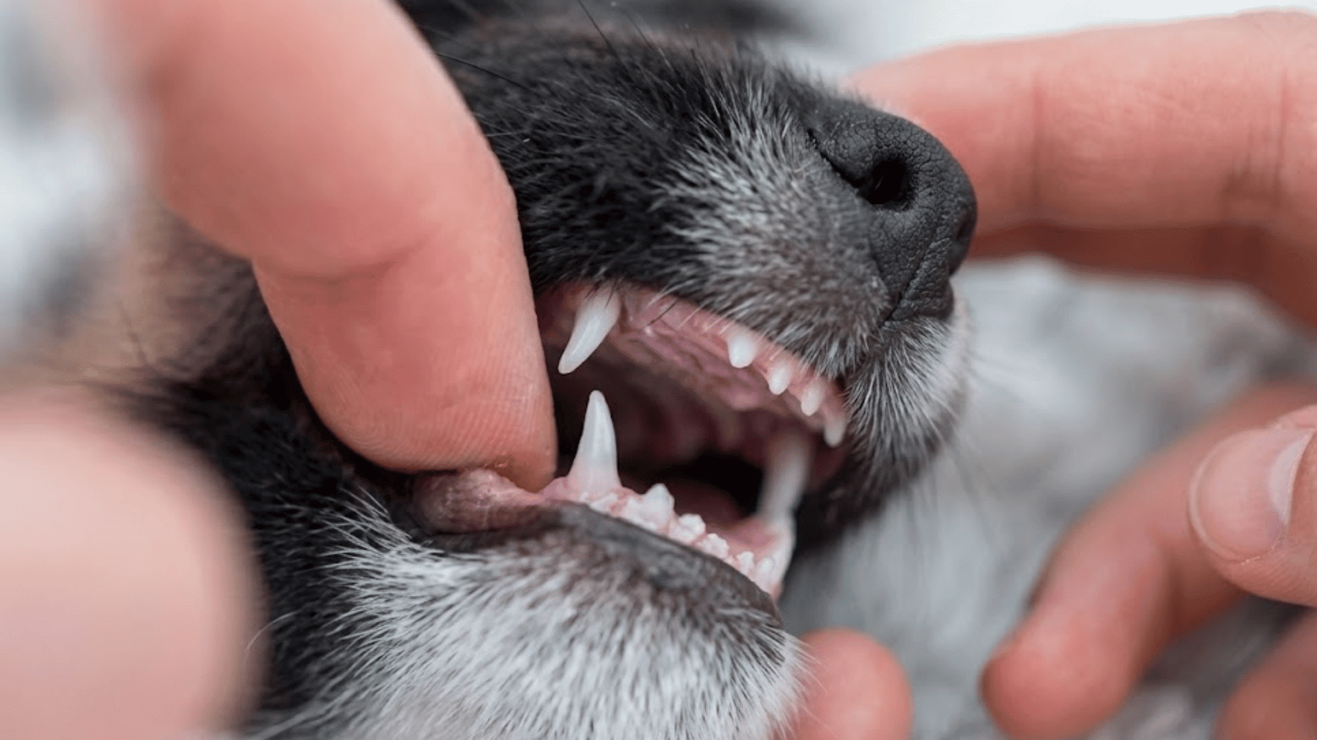 person checking a puppy mouth during teething with small sharp baby teeth and gums visible