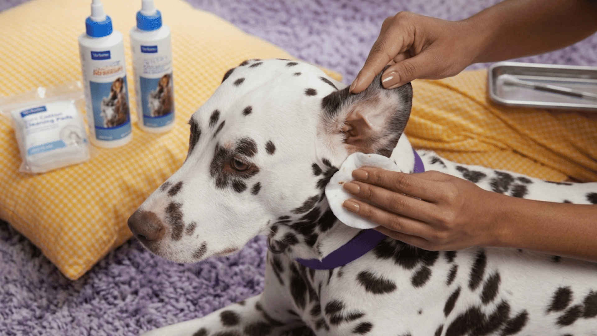 person cleaning a dalmatian dogs ear with a cotton pad during a home ear care routine safely and gently