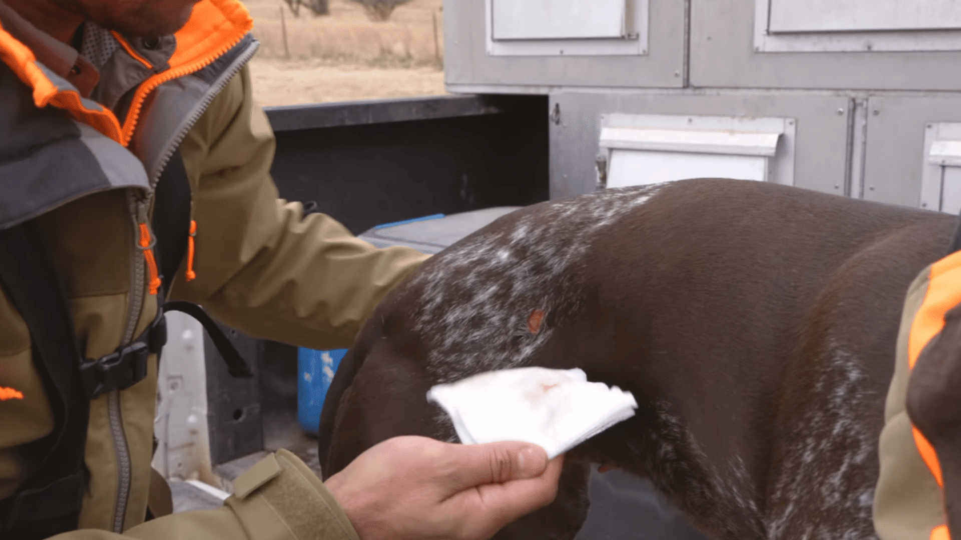 person cleaning a small wound on a brown spotted dog beside an outdoor vehicle with medical gauze in hand