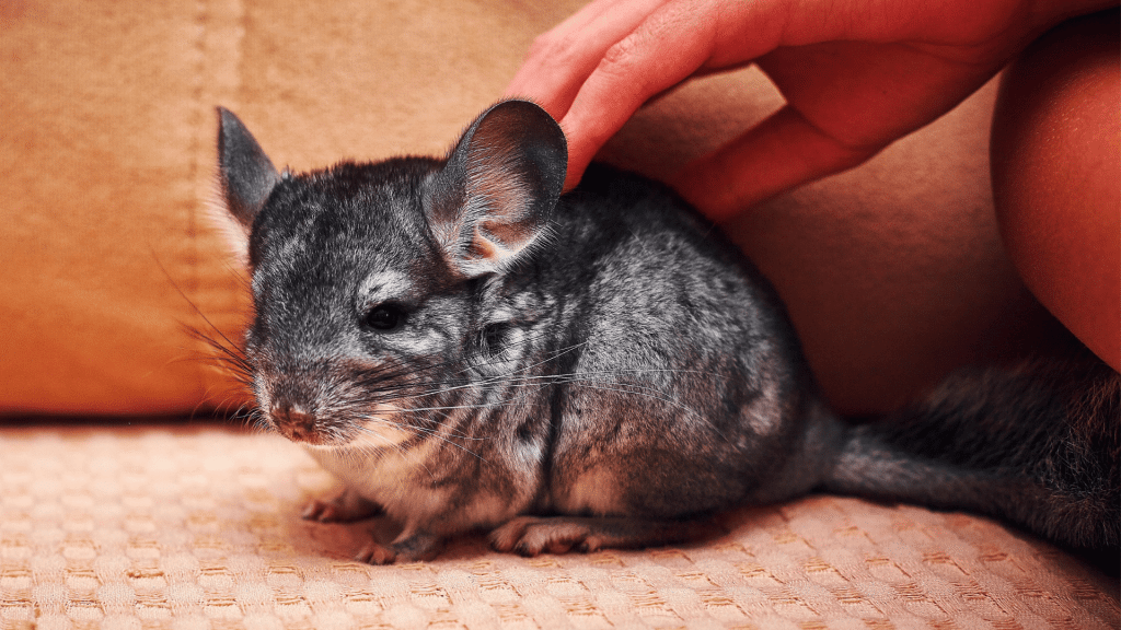 person gently petting a gray chinchilla with soft dense fur resting on a light colored surface