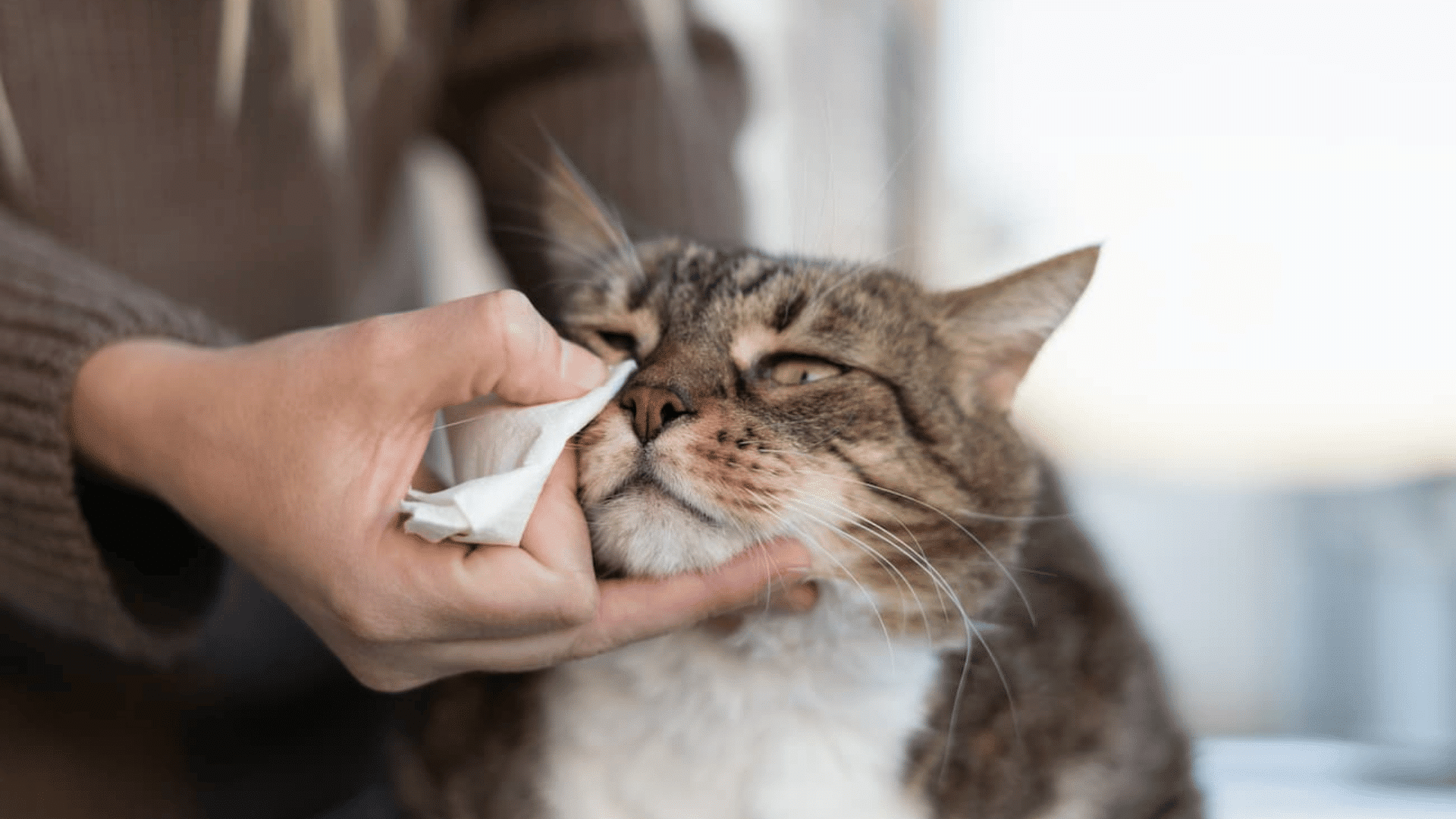 person gently wiping discharge from a cats eye to keep the area clean and reduce irritation at home