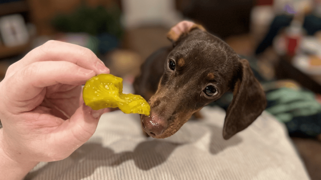 person holding a pickle slice near a brown puppy on a couch in a softly blurred home setting
