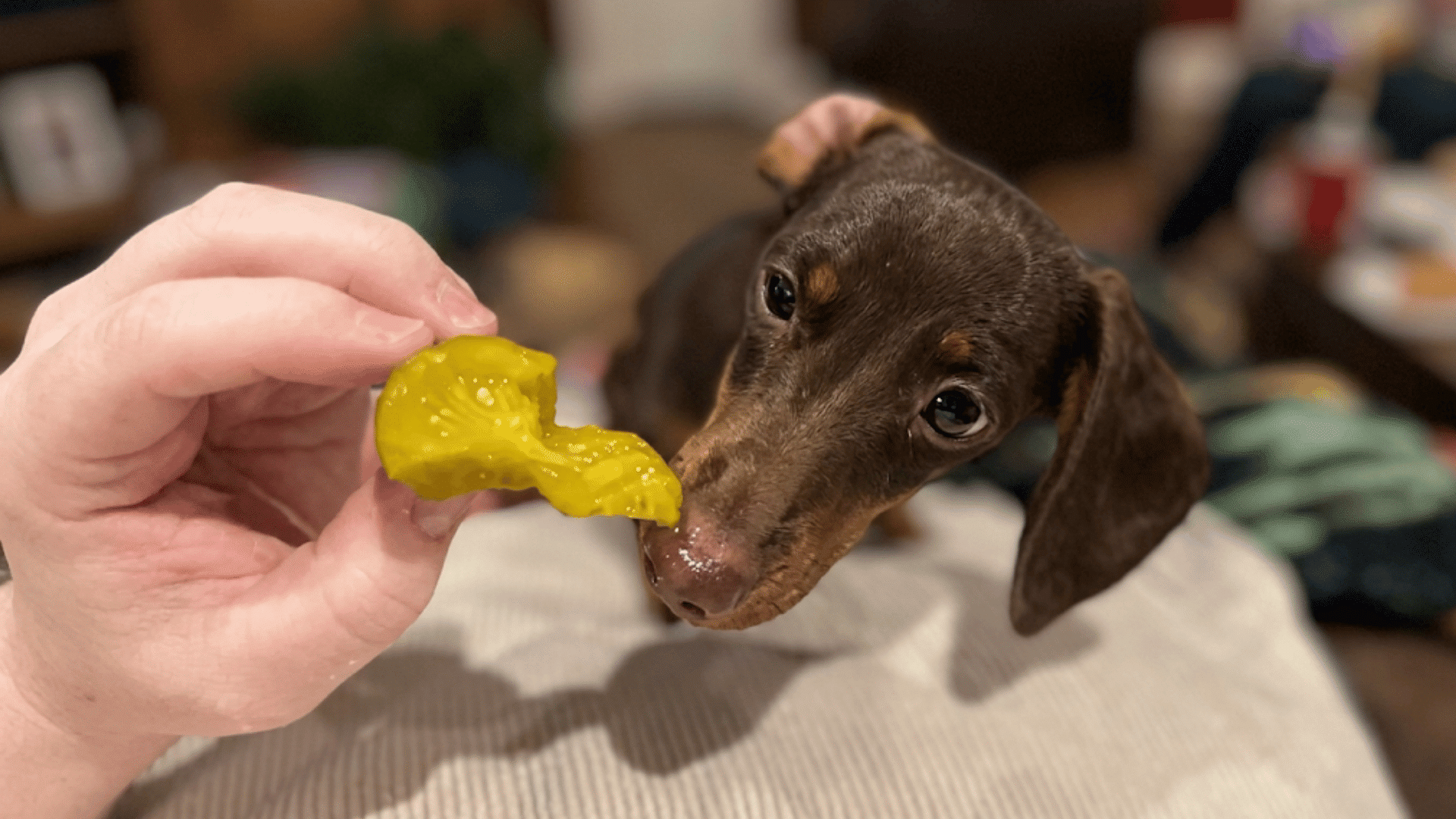 person holding a pickle slice near a brown puppy on a couch in a softly blurred home setting