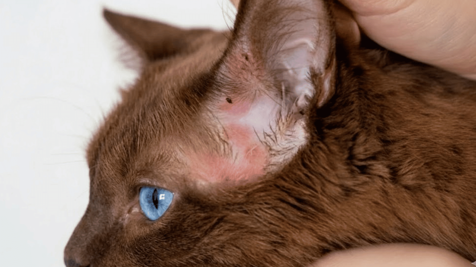 person holding up a brown cats ear showing red irritated skin and small dark ear mites inside the inner ear area