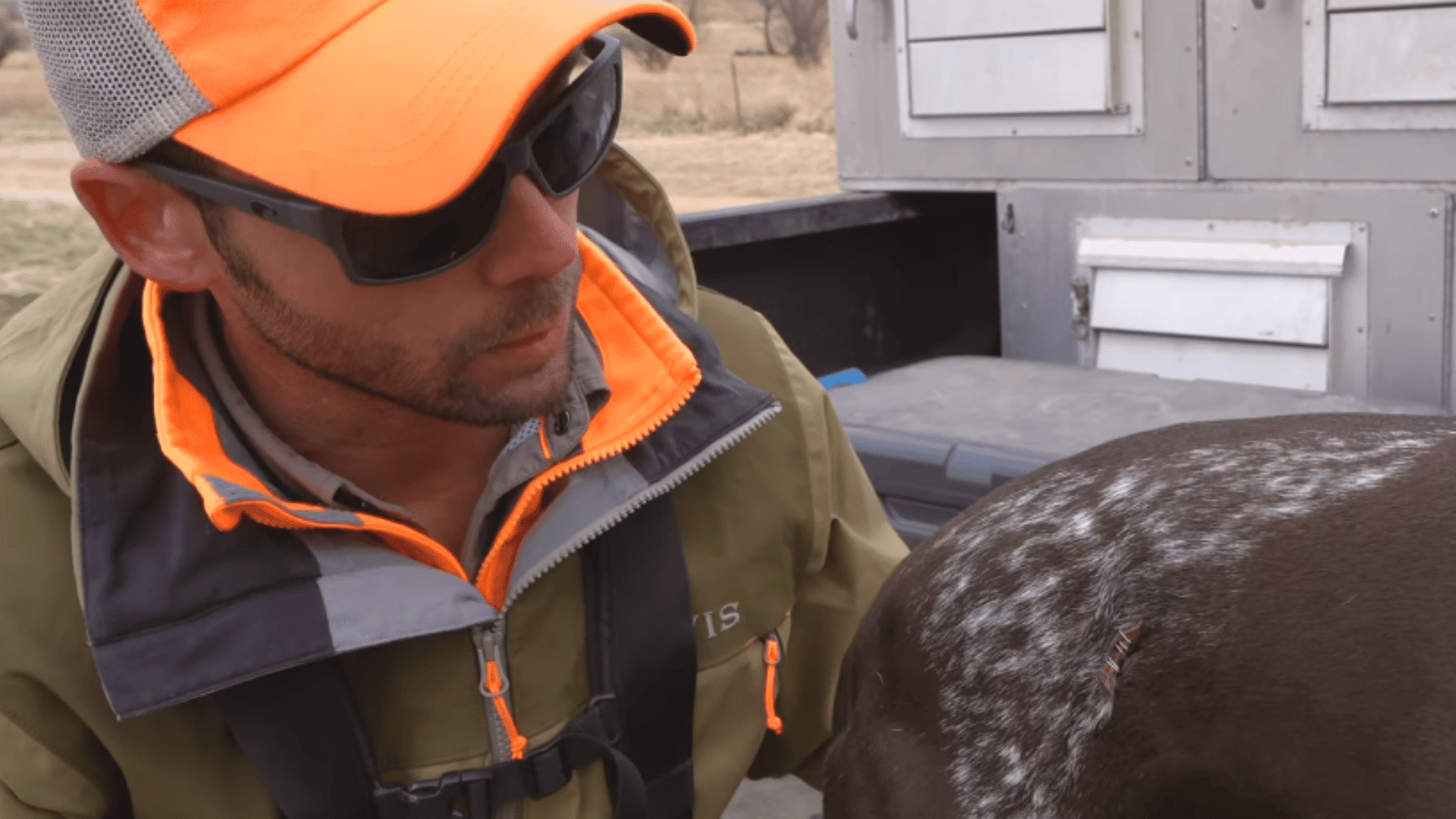 person in an orange cap examining a stapled wound on a brown spotted dog beside an outdoor vehicle