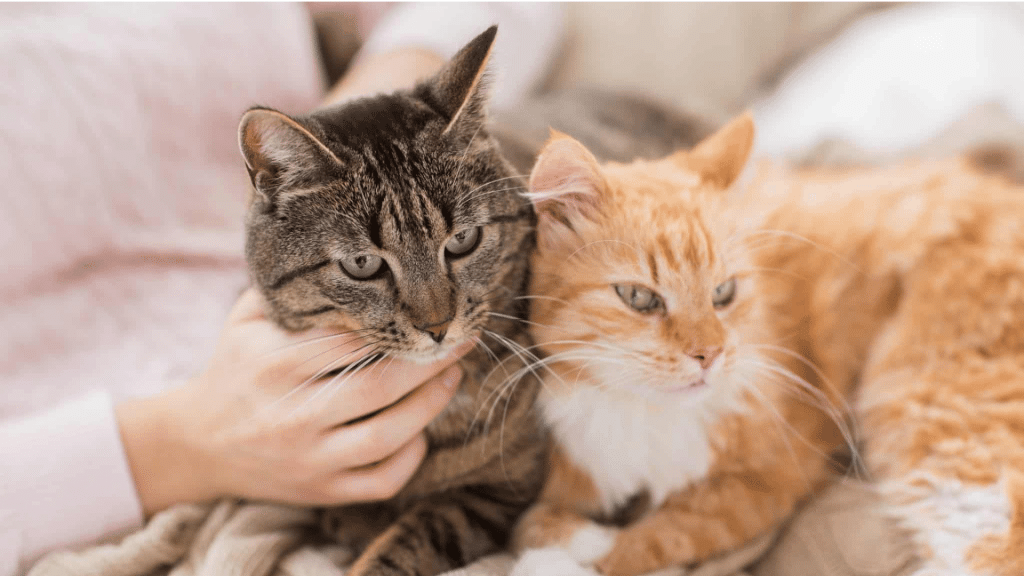 person petting two relaxed cats resting together on a soft blanket indoors with a cozy home setting