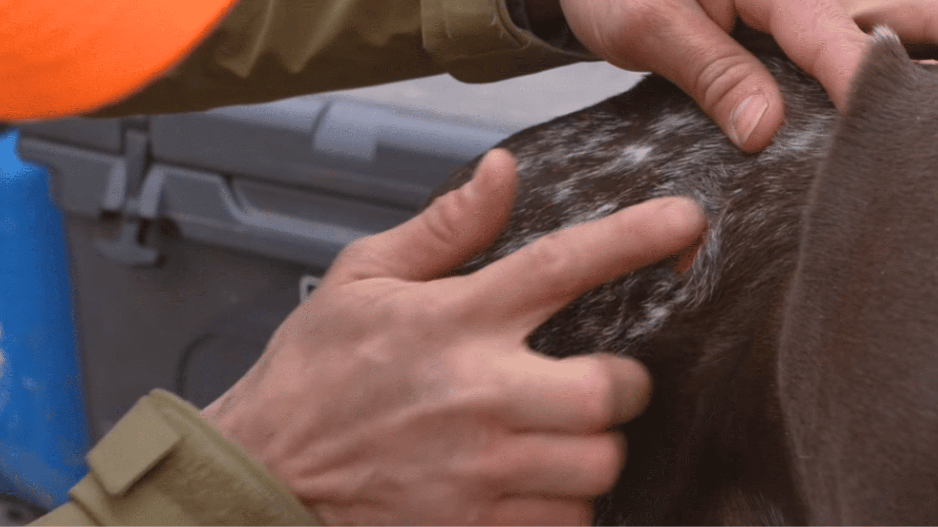 person putting the dogs hair aside to examine a small wound on the spotted brown fur closely