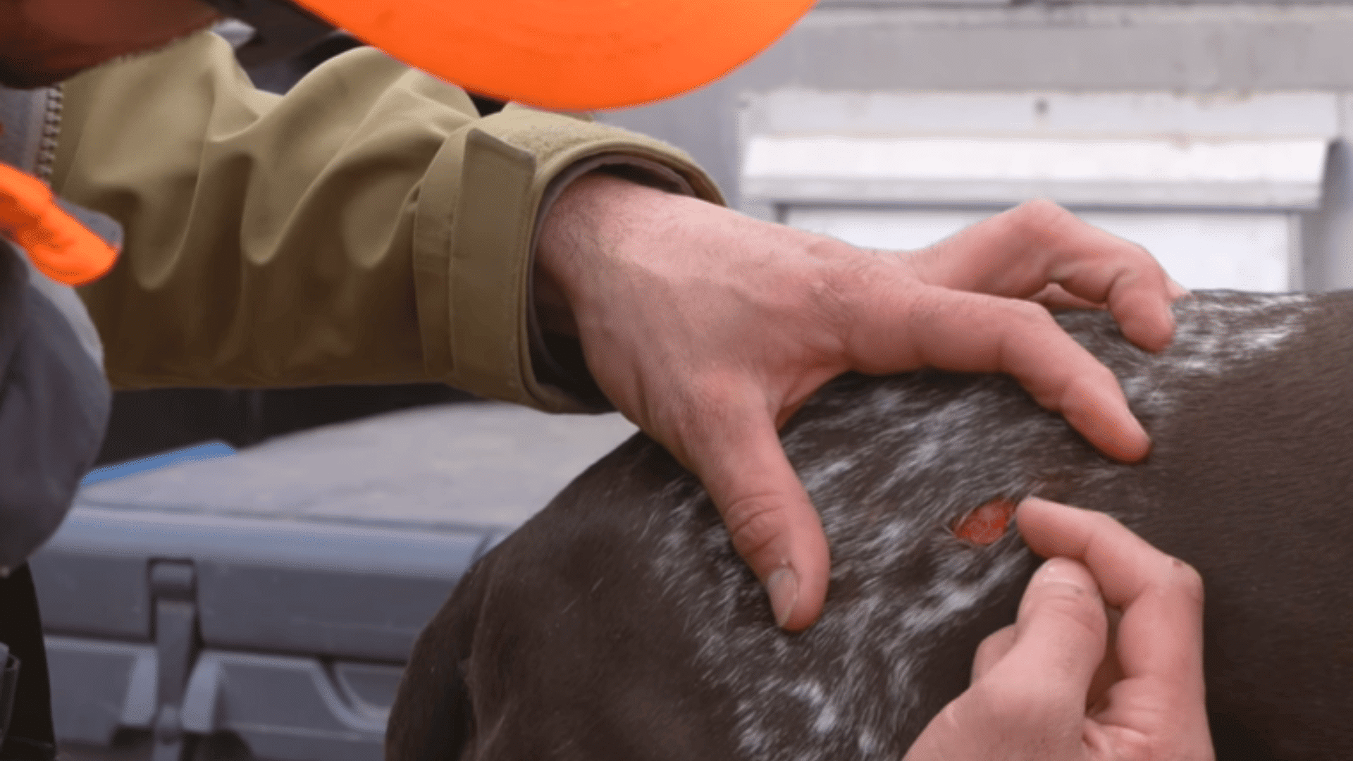 person treating a small wound on a spotted brown dog while gently holding the dogs fur apart