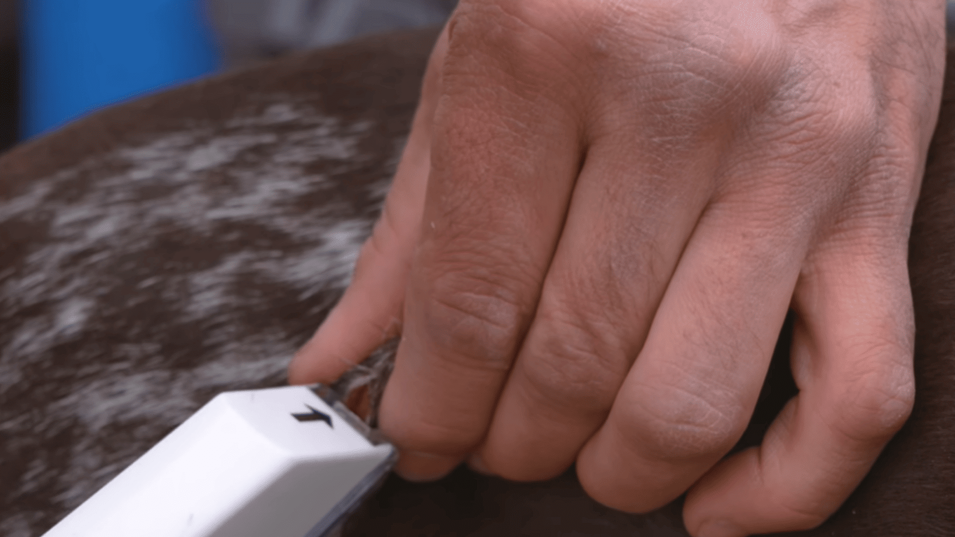 person using a medical tool on a dogs wound while holding the fur away from the injured area