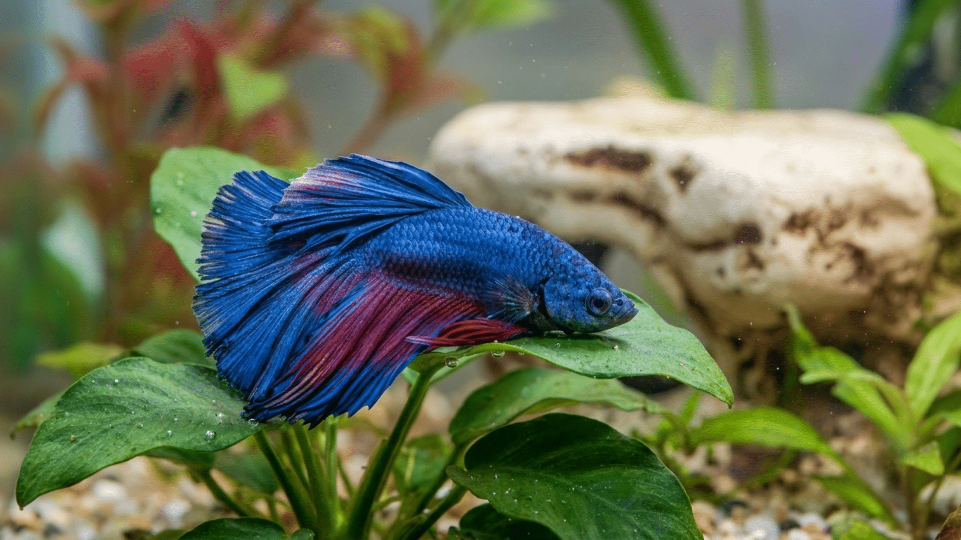 pet betta fish taking a nighttime rest in an aquarium with plants and soft lighting conditions