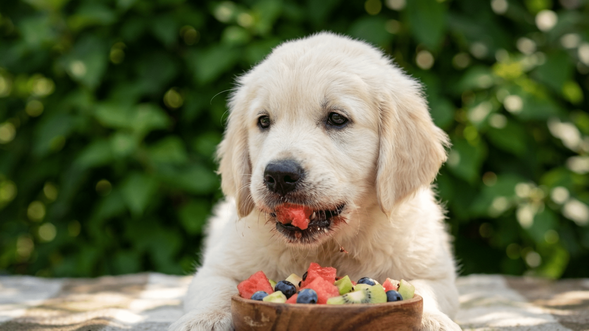 pet owner feeding dog fresh vegetables and fruits including okra for healthy digestion and nutrition
