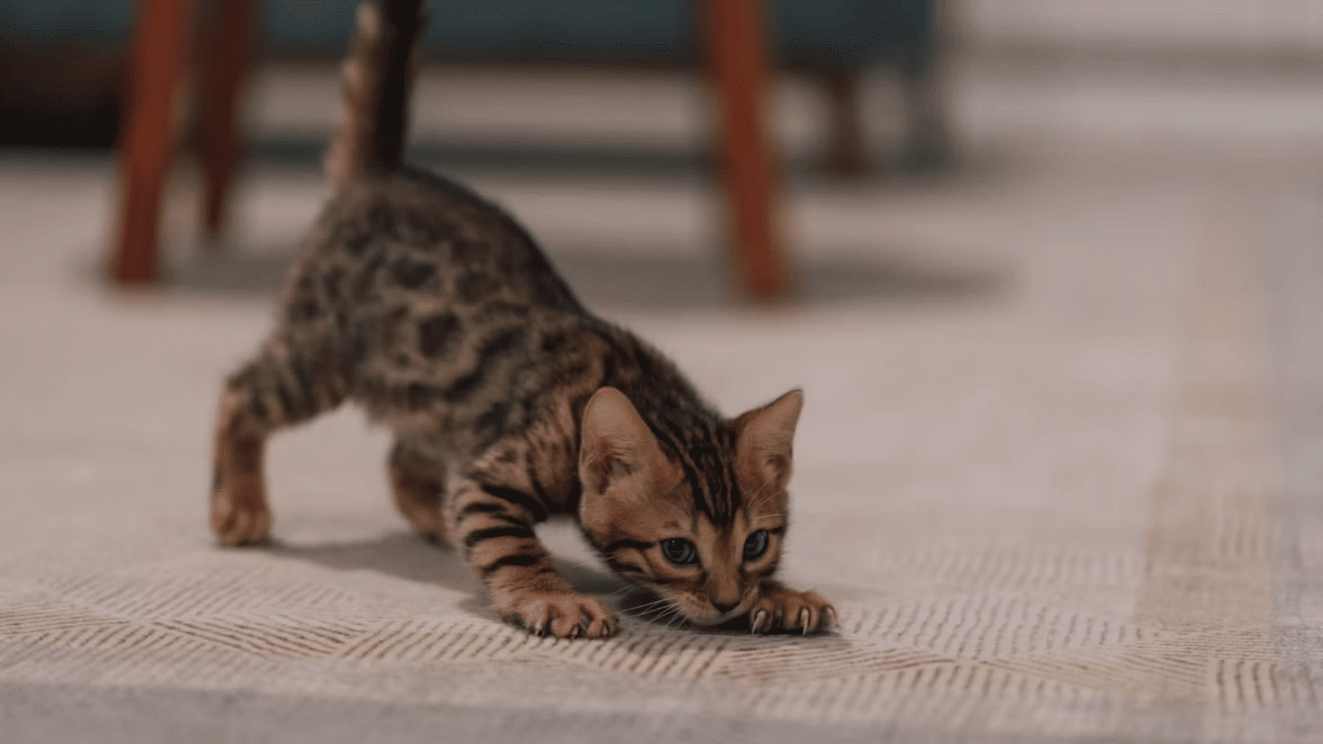 playful kitten exploring surroundings at three to four weeks