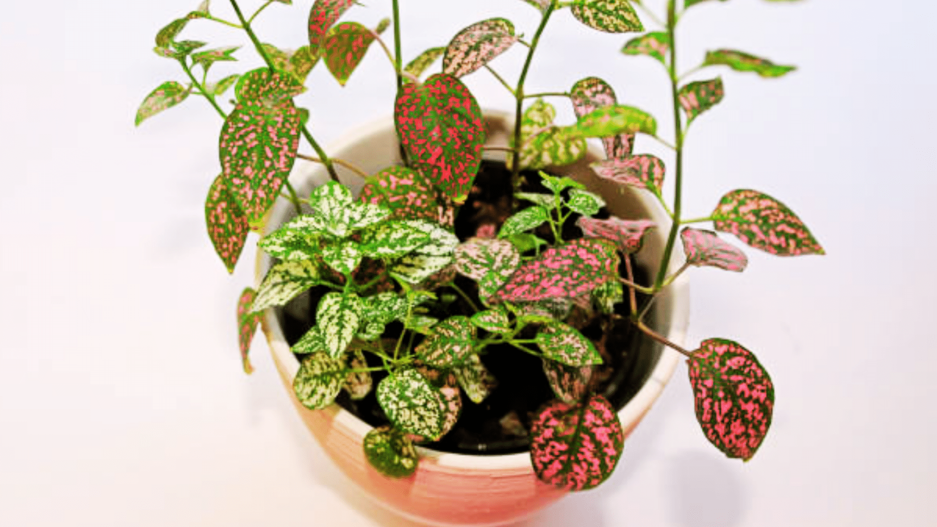 polka dot plant with pink spotted foliage