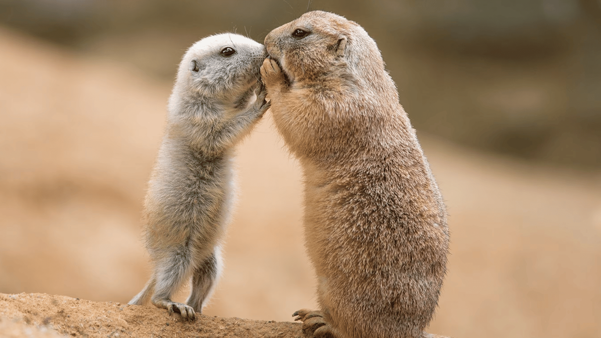 prairie dog pup and adult standing together on sandy ground touching faces in a close family interaction