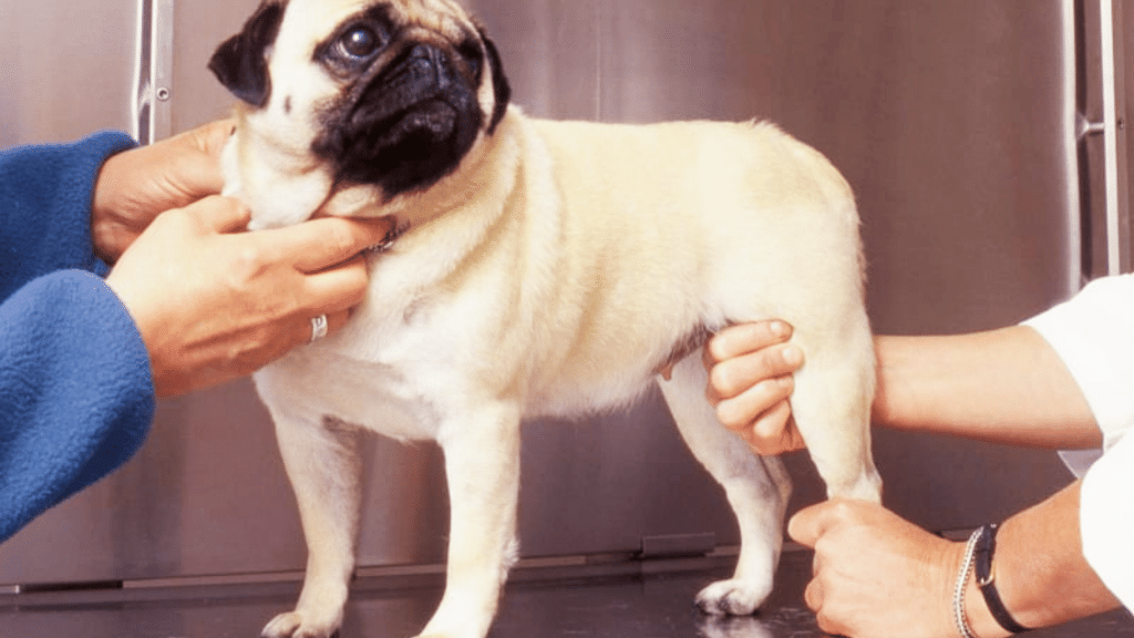 pug dog standing on an examination table while two people support and examine its hind legs