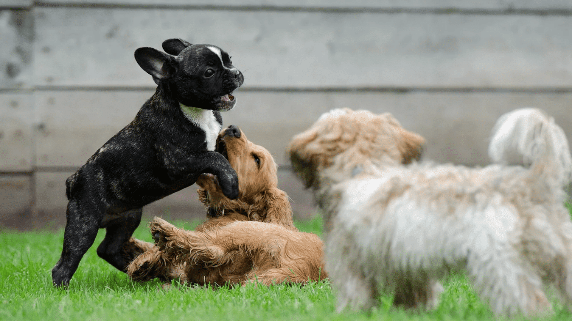 puppies playing together on grass during a socialization session while another young dog watches nearby outdoors