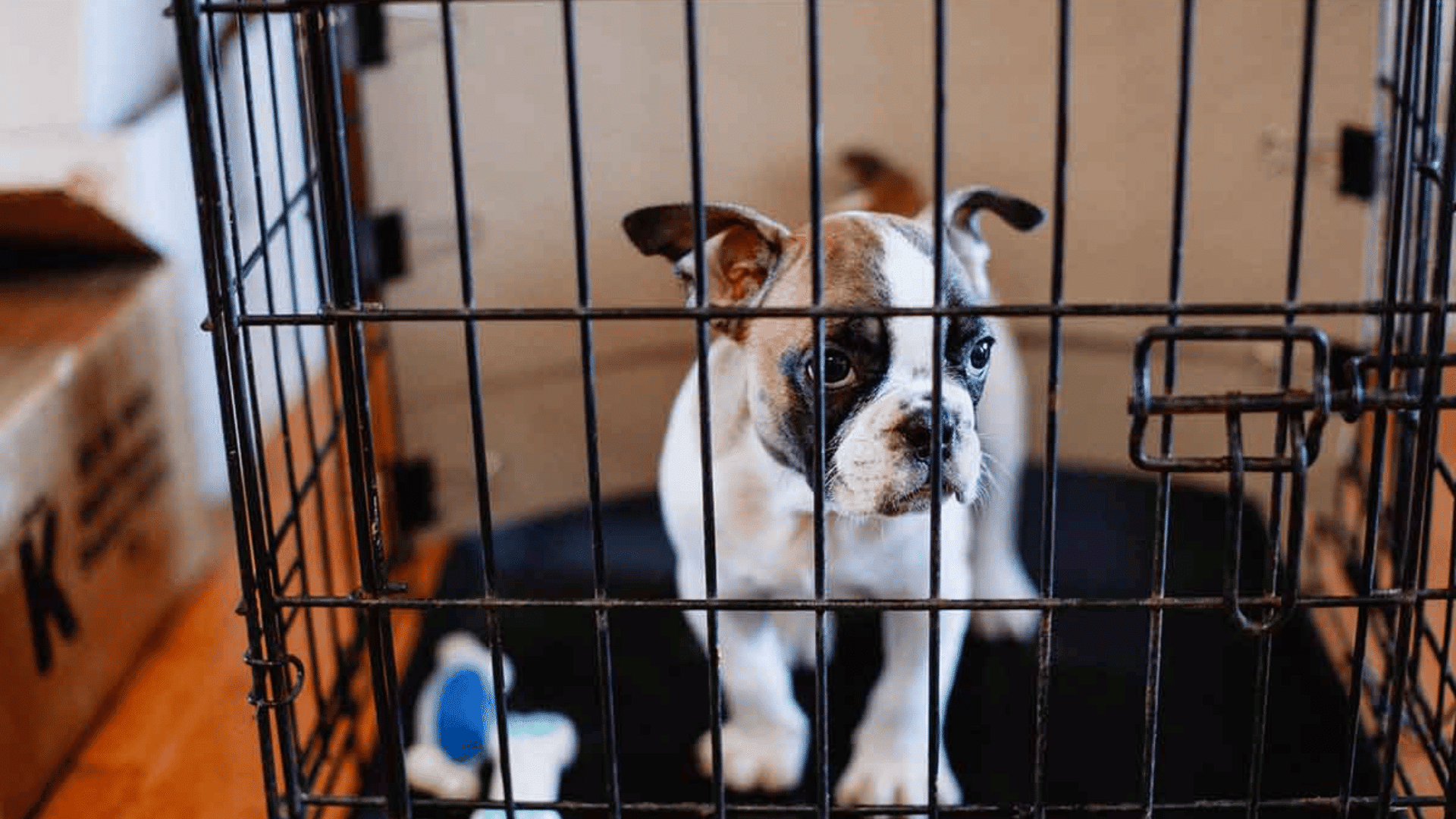 puppy standing inside a wire crate with a toy nearby during early crate training and home adjustment period