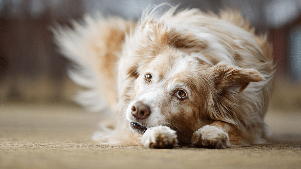 restless dog jumping on couch and moving quickly around room with owner trying to calm it down