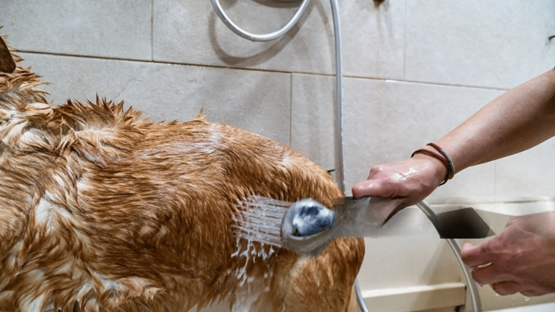rinsing wet golden dog fur with handheld shower sprayer