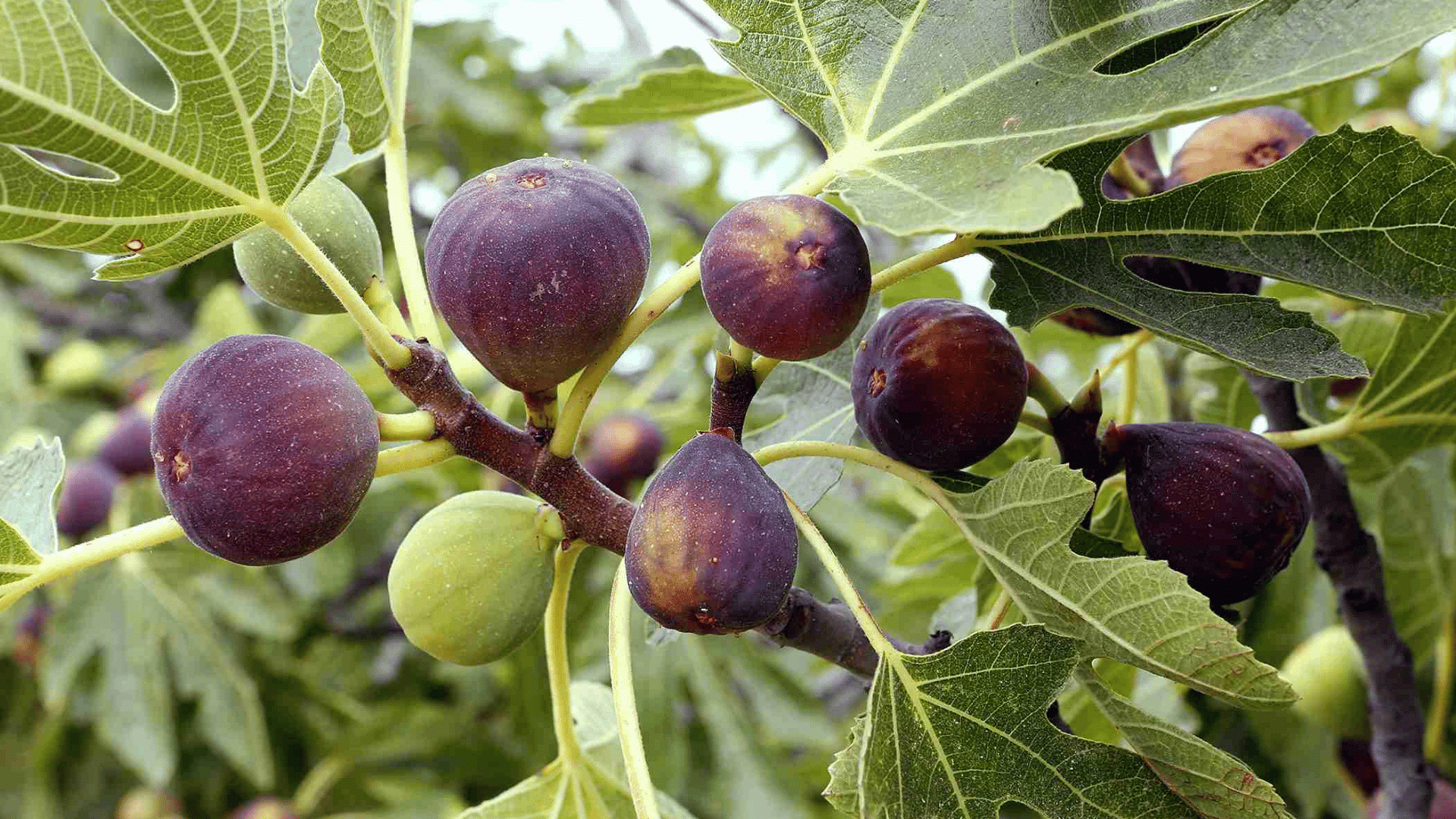 ripe and unripe figs growing on a branch surrounded by large green leaves in a sunny garden setting