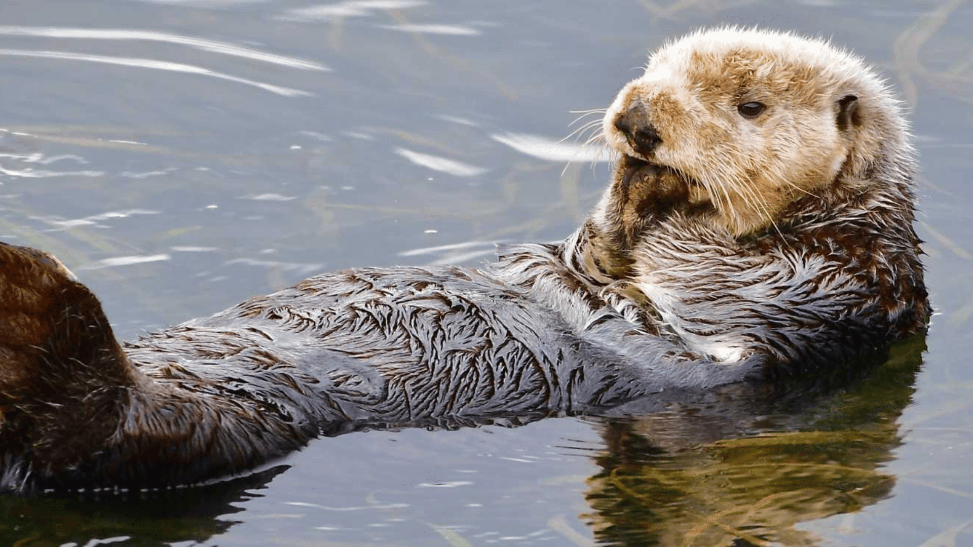 sea otter floating on calm water with thick wet fur and paws raised above the surface of the water