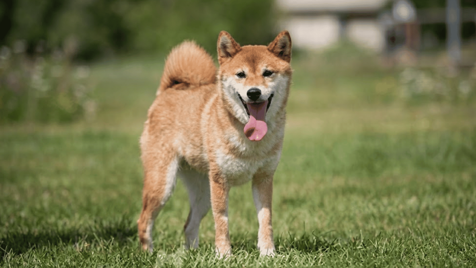 shiba inu standing on green grass with tongue out and curled tail in an outdoor park setting during daylight hours