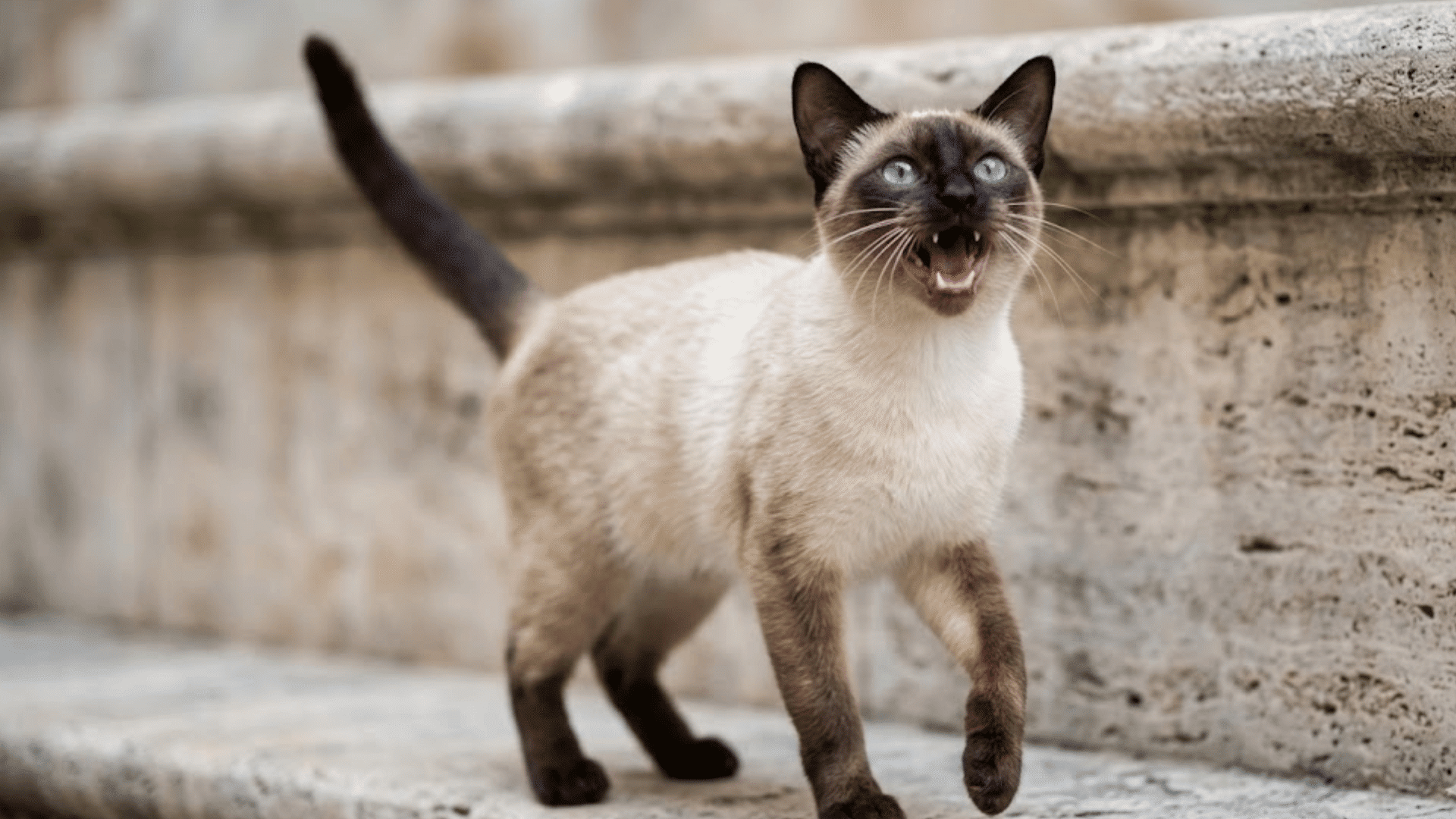 siamese cat meowing while walking on stone steps with bright blue eyes and raised tail outdoors