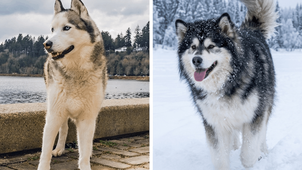 siberian husky and alaskan malamute standing together in garden with thick fluffy coats