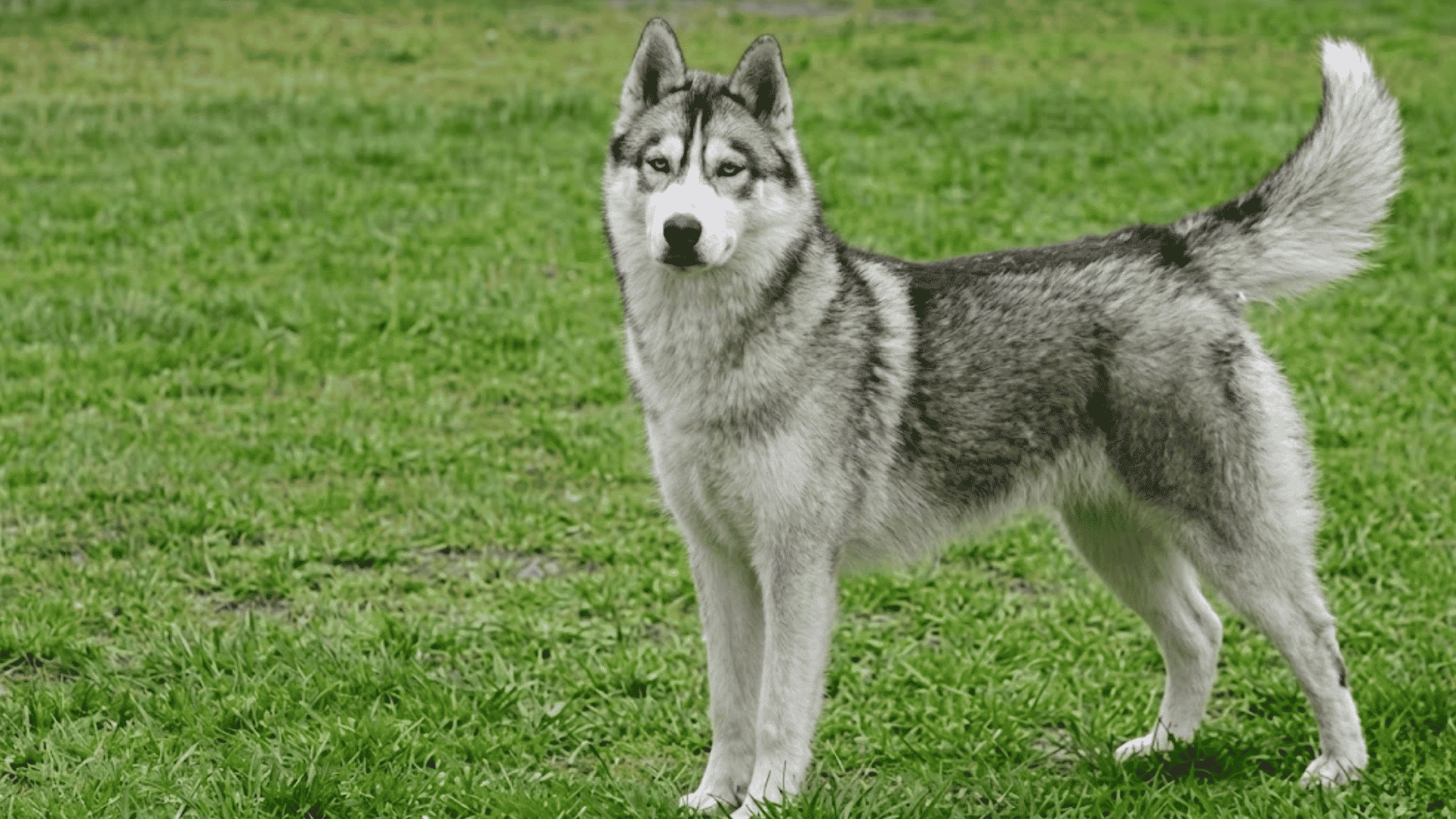 siberian husky standing on green grass with thick gray and white coat raised tail and alert expression