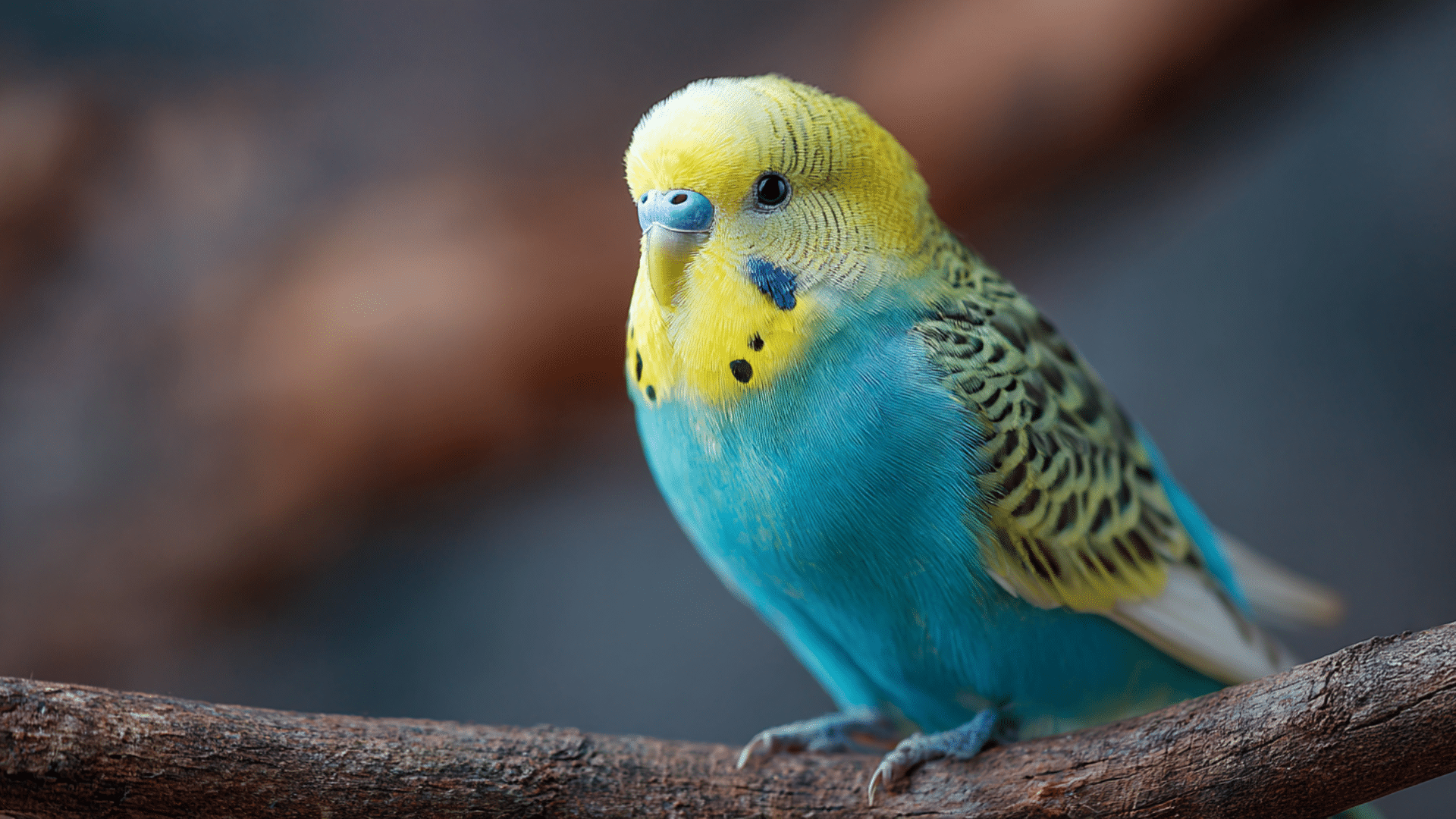 single budgie perched on wooden branch with bright feathers curious eyes and small yellow beak