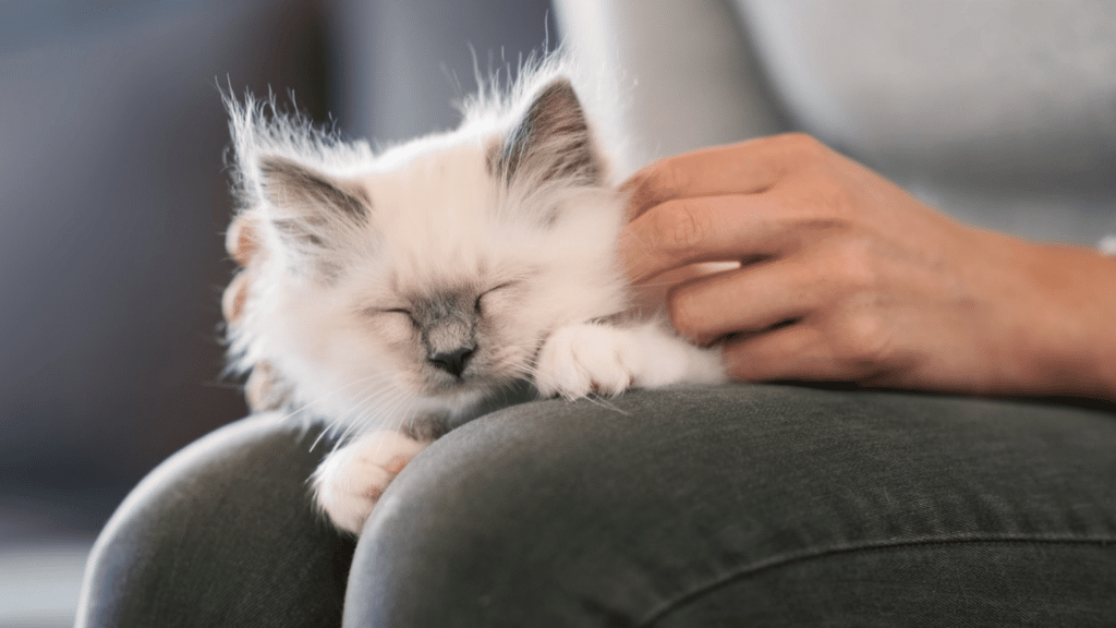 sleepy white kitten resting on a persons lap while being gently petted showing comfort trust and affection